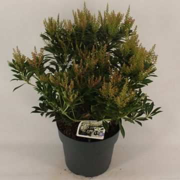 Pieris japonica 'Дебютант'