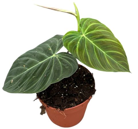 Philodendron 'Splendid'