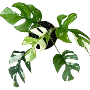 Rhaphidophora tetrasperma 'Variegata'