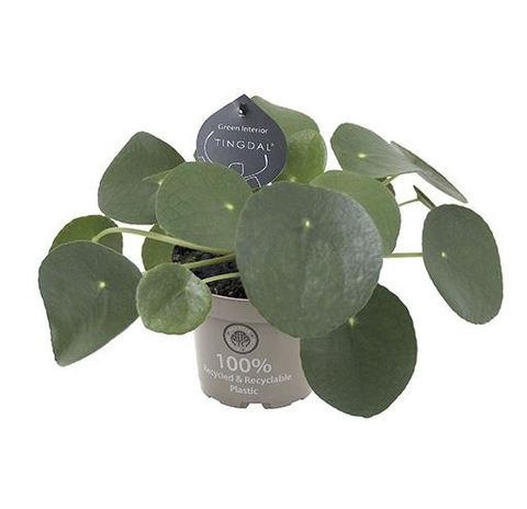 Pilea peperomioides