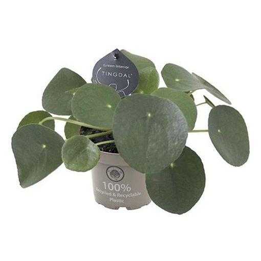 Pilea peperomioides