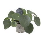 Pilea peperomioides