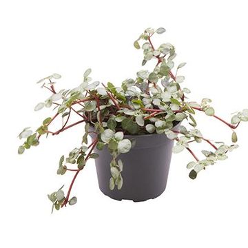 Pilea glaucophylla 'Greyzy'