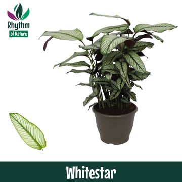 Calathea majestica 'Whitestar'