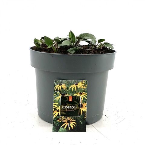 Rudbeckia fulgida 'Goldsturm'