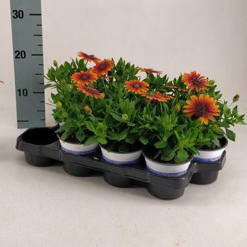 Osteospermum FLOWERPOWER PURPLE SUN