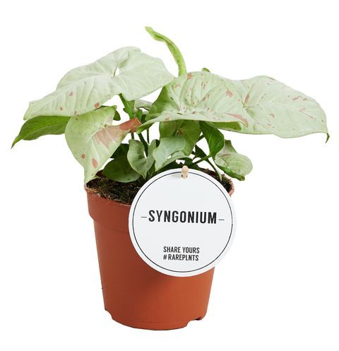 Syngonium 'Confetti'