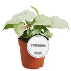 Syngonium 'Confetti'