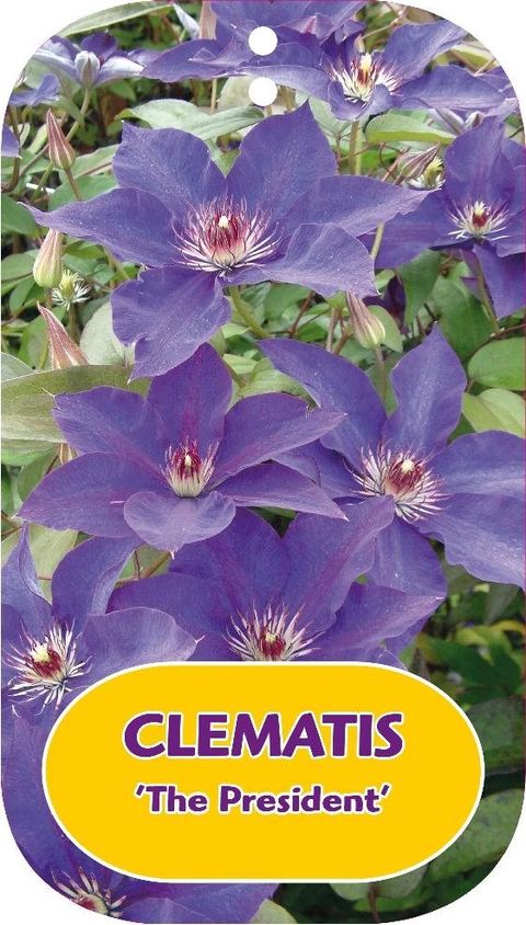 Clematis 'The President' (EL)