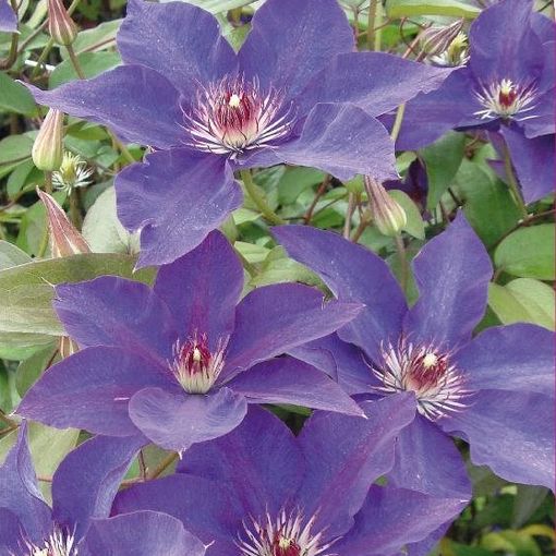 Clematis 'Зе Президент' (EL)