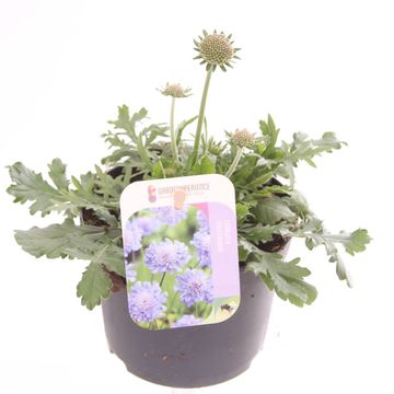 Scabiosa columbaria 'Butterfly Blue'