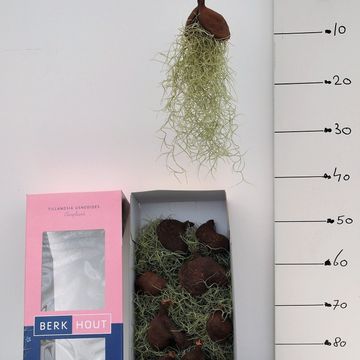 Tillandsia usneoides