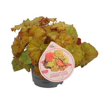 Begonia BELEAF AMBER LOVE