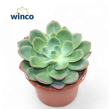 Echeveria 'Luella'