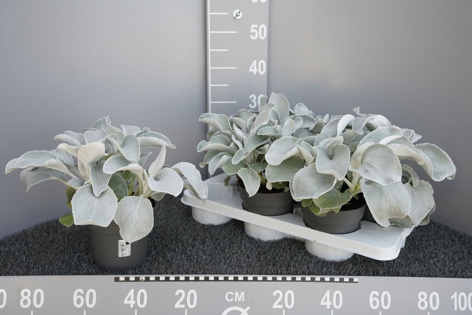 Senecio candicans ANGEL WINGS — Mayorista de plantas FlorAccess