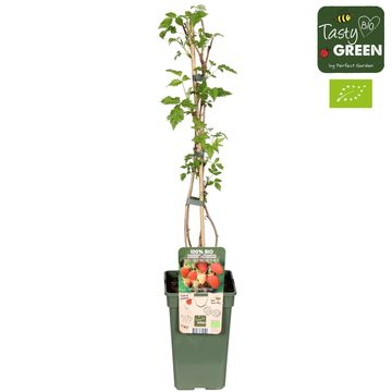 Rubus idaeus 'Malling Promise'