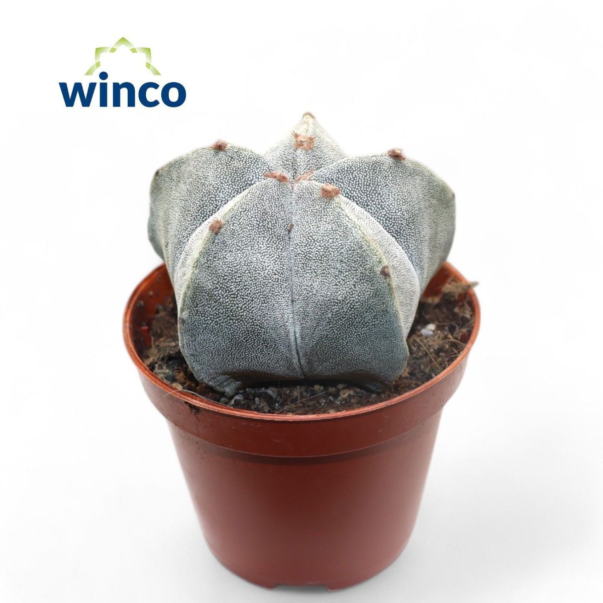 Astrophytum myriostigma  Pflanzengrohandel FlorAccess