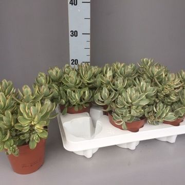 Crassula swaziensis 'Variegata'