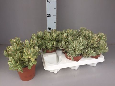 Crassula swaziensis 'Variegata'