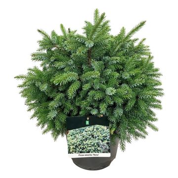 Picea omorika 'Nana'