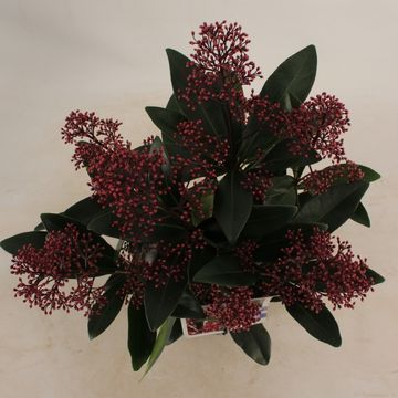 Skimmia japonica 'Rubella'
