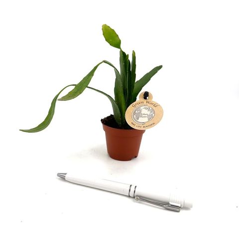 Pseudorhipsalis ramulosa 'Red Coral'