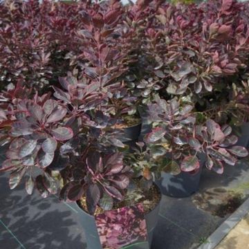 Cotinus coggygria 'Royal Purple'
