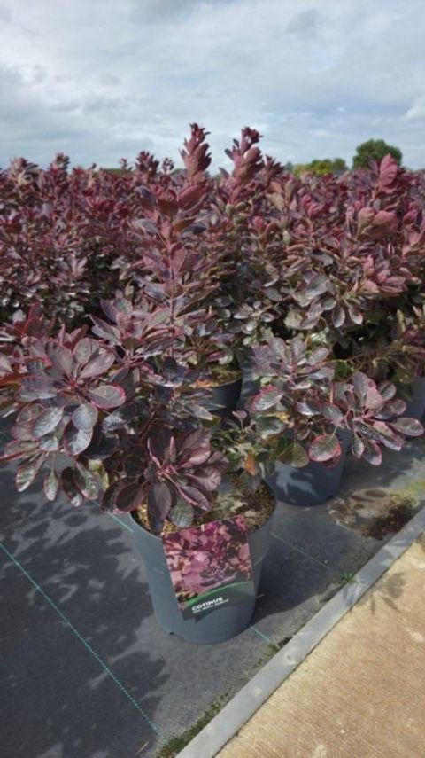 Cotinus coggygria 'Роял Пепл'