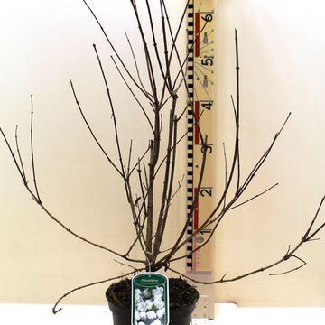 Philadelphus 'Virginal'