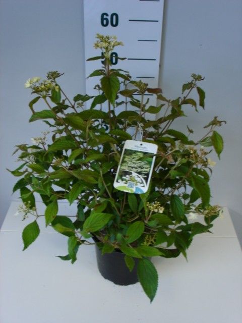 Viburnum plicatum 'Ватанабэ'