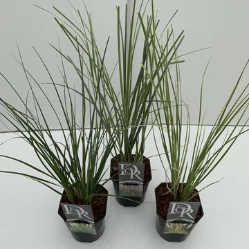 Cortaderia selloana PAMPAS MIX