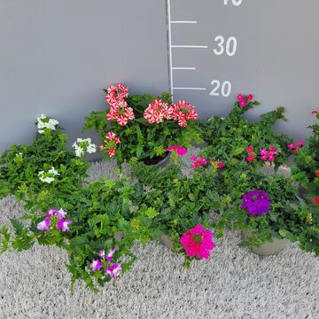 Verbena MIX
