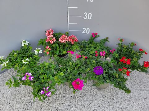 Verbena MIX