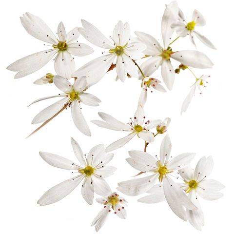 Saxifraga cortusifolia DANCING PIXIES THEA