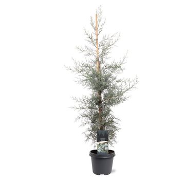 Cupressus arizonica 'Glauca'