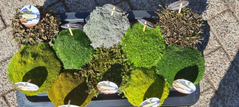 Steinbedplanter MIX