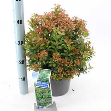 Pieris japonica 'Little Heath Green'