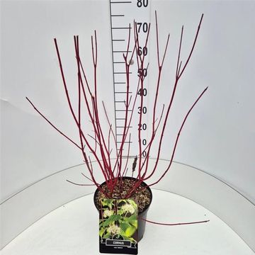 Cornus alba 'Sibirica'