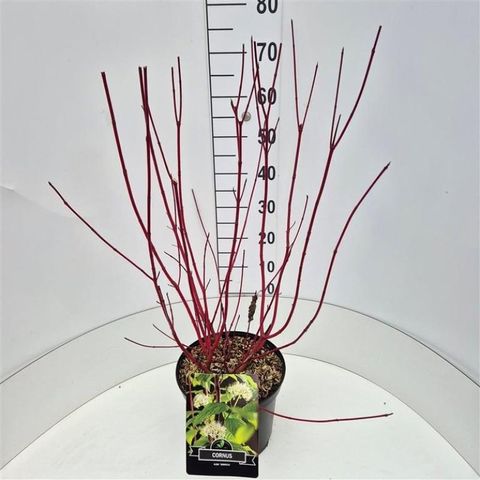 Cornus alba 'Sibirica'