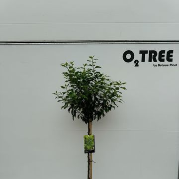 Prunus lusitanica 'Angustifolia'