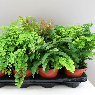 Adiantum MIX