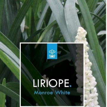 Liriope muscari 'Monroe White'