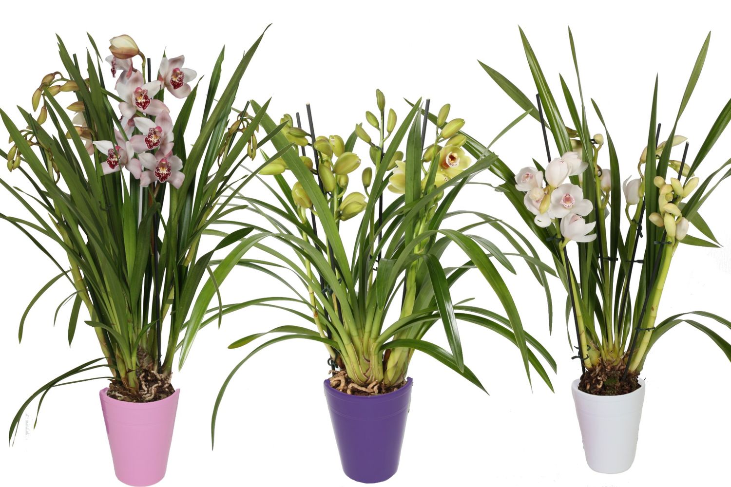 cymbidium-mix-plant-wholesale-floraccess