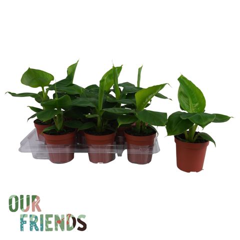 Musa 'Oriental Dwarf'