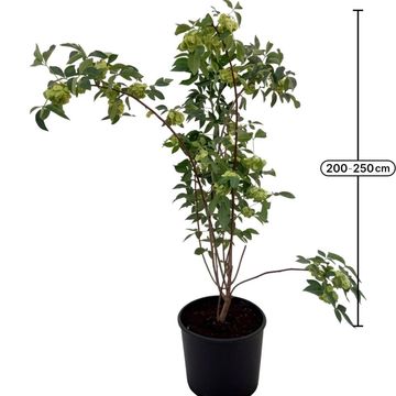 Ptelea trifoliata