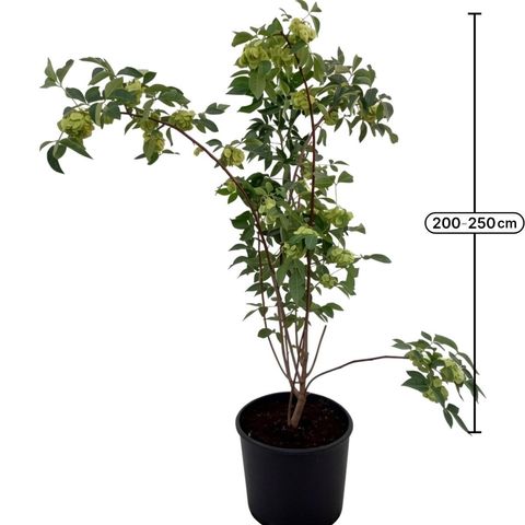 Ptelea trifoliata