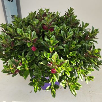 Hebe 'Rotowaro'