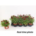 Xerochrysum MOHAVE RED PEPPER