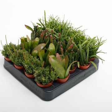 Rhipsalis MIX