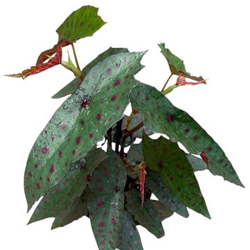 Begonia amphioxus x malachosticta